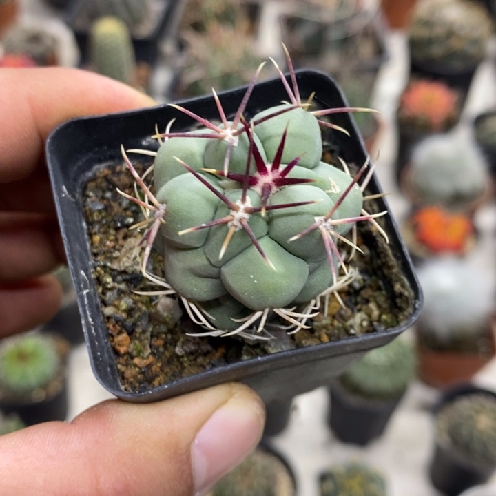 实生菲冠龙特价福利