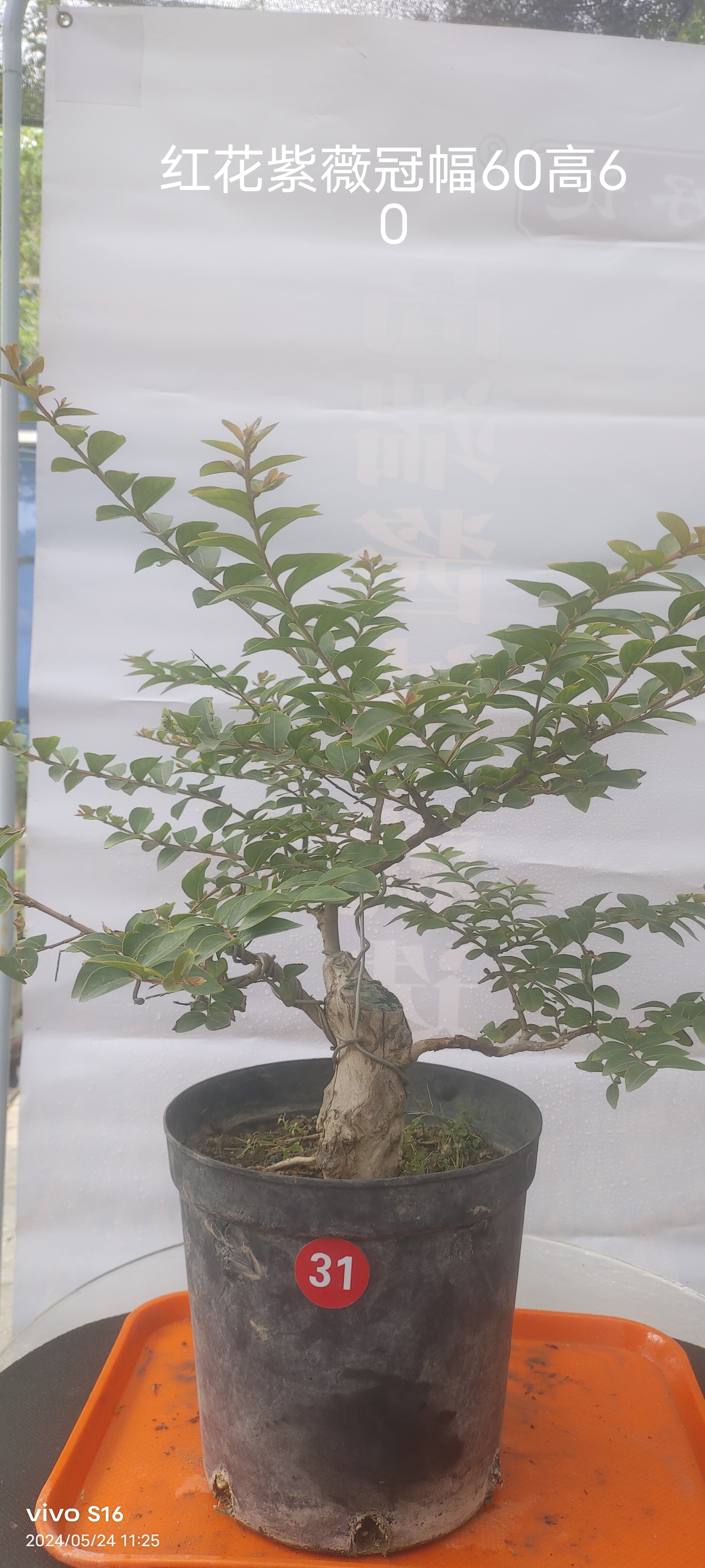 红花观花紫薇盆景（无皮树）