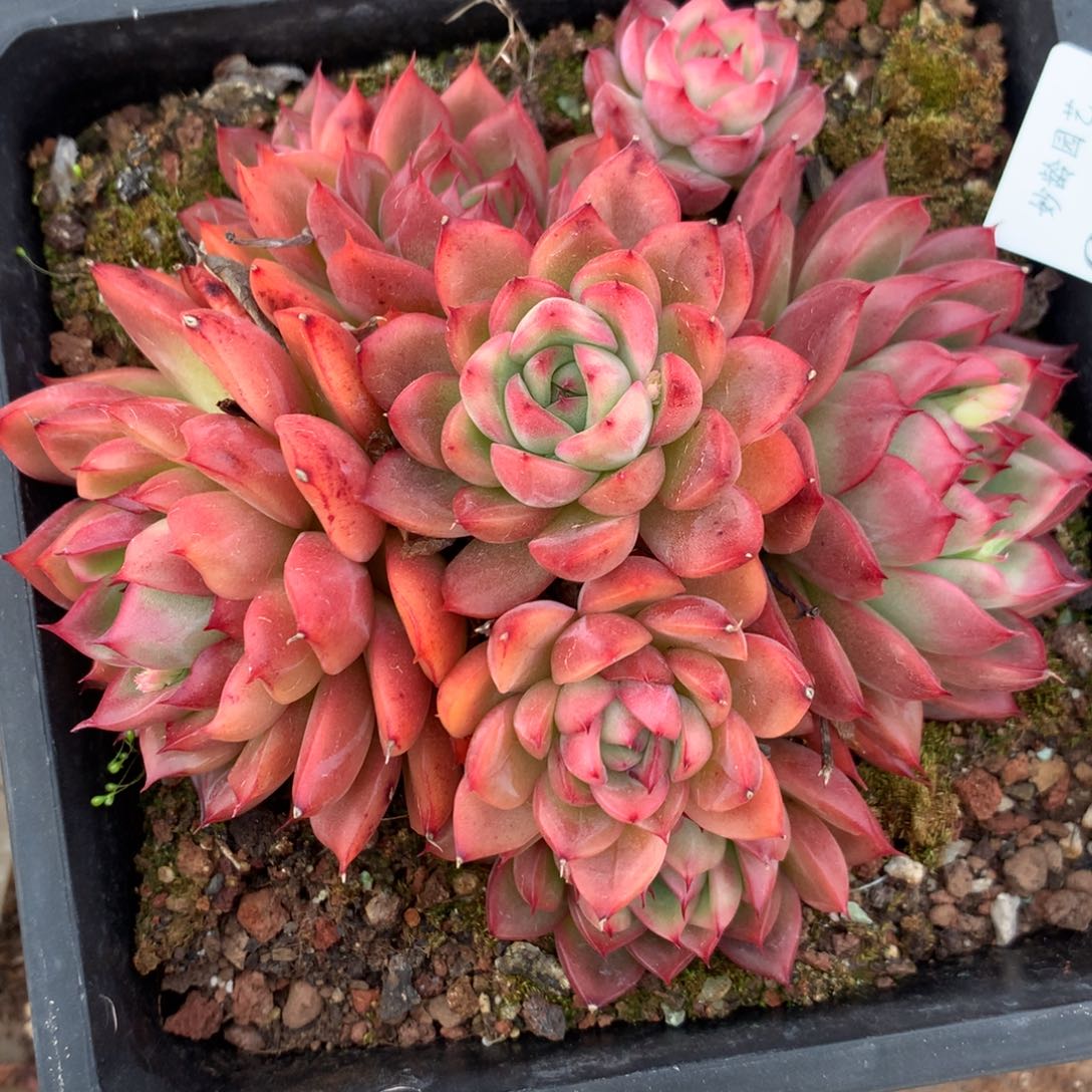 6010杂交多肉老桩