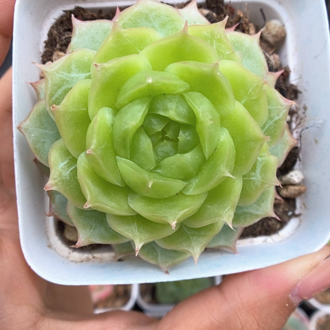 蔷薇珍妮可拍933号