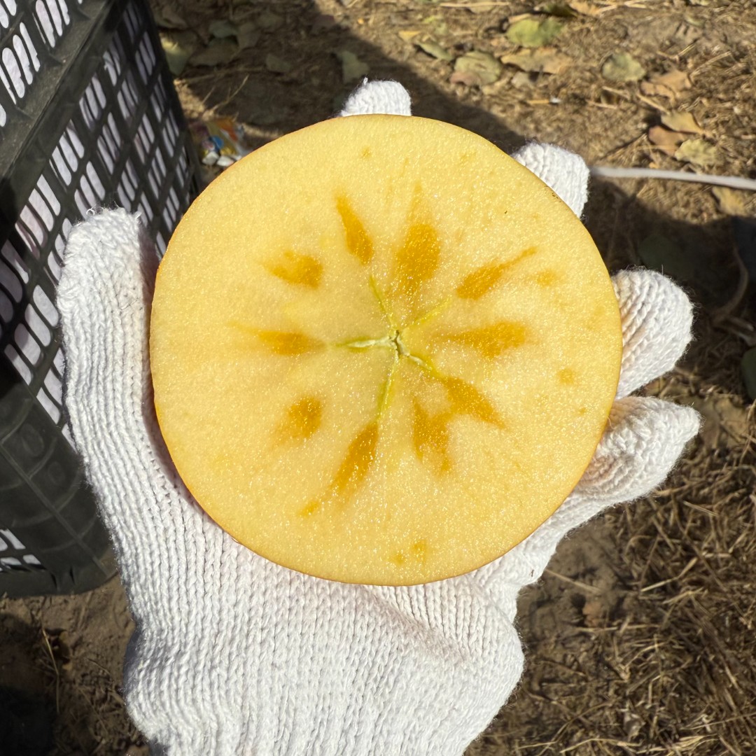 新疆直发阿克苏冰糖心苹果沙地种植脆甜多汁