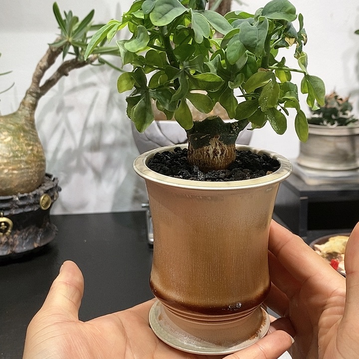 幻蝶曼带盆土不退不换