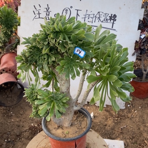 原始绿缀一物一拍