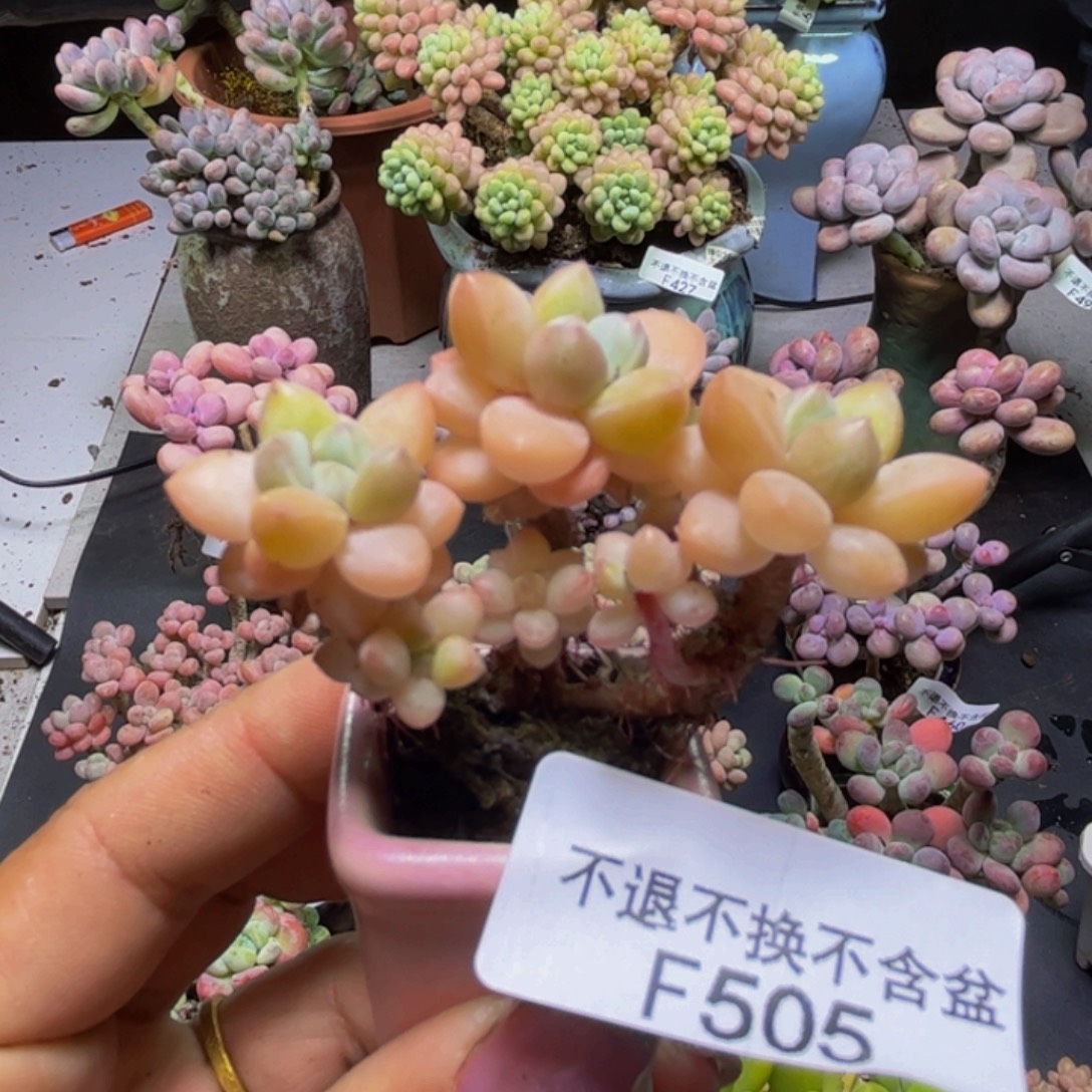 萤火虫505/5cm多肉