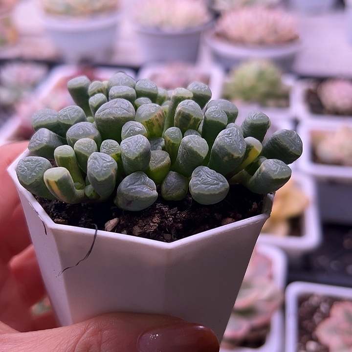 五十铃玉锦多肉植物