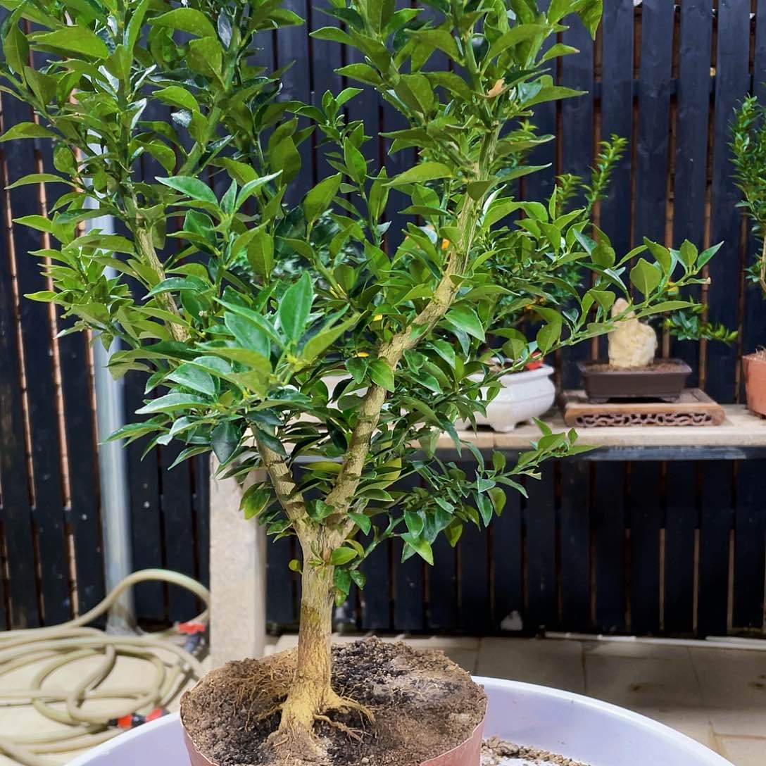 完全开放@***Y八房柑