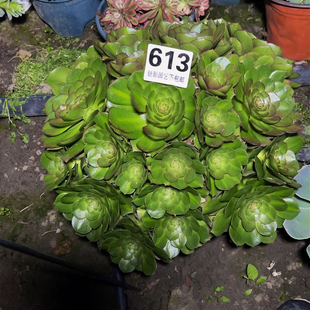 法师法师16/18包邮法师