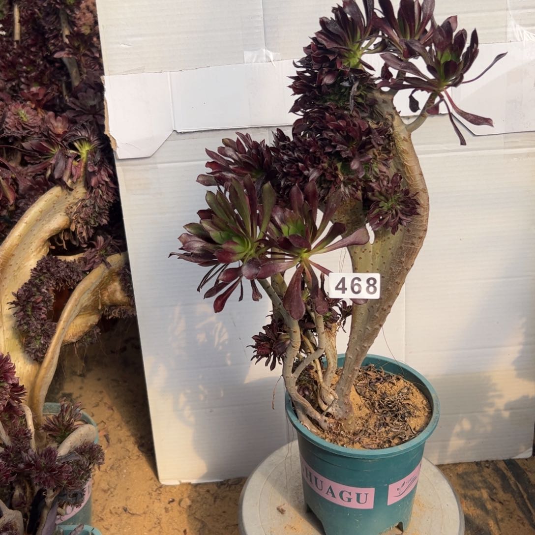 有伤黑缀468高38