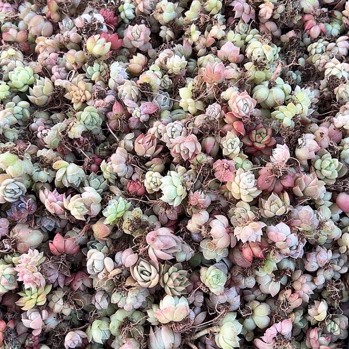饭盒小苗保底100颗量拍