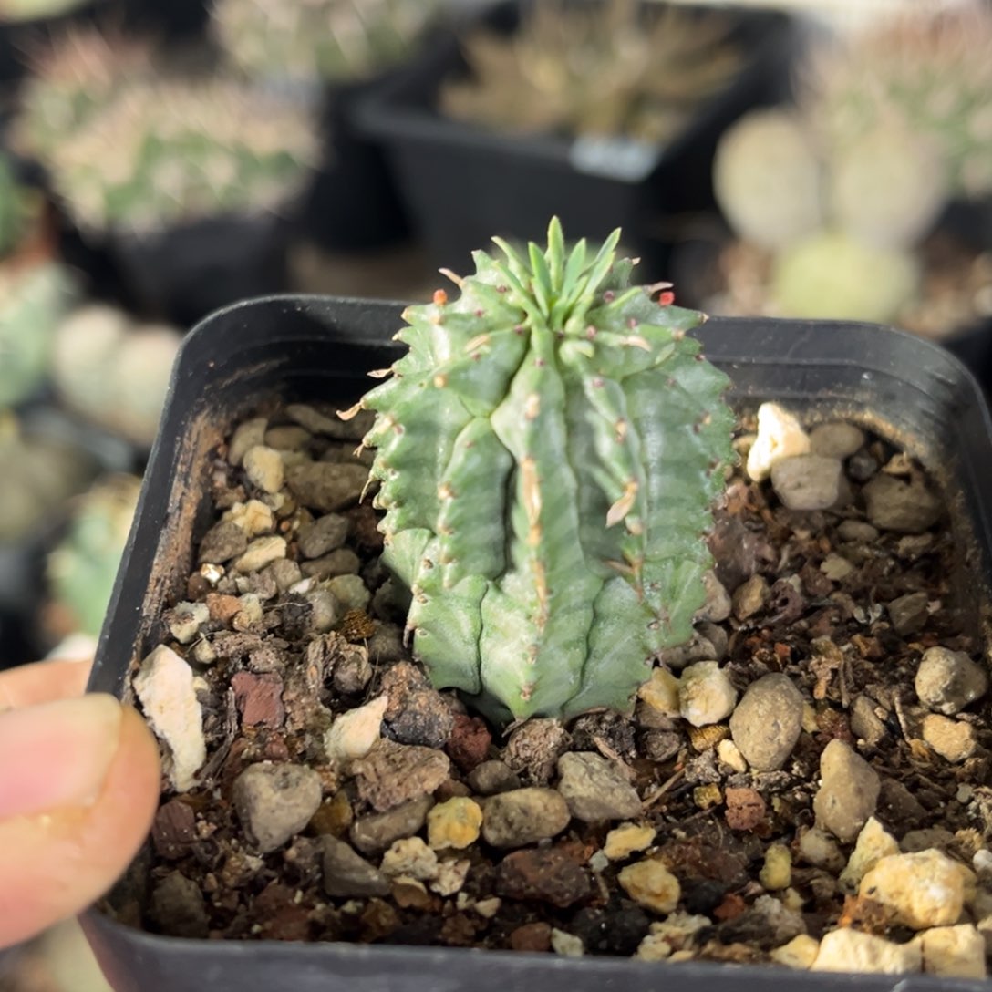 魁伟玉一物一拍自根