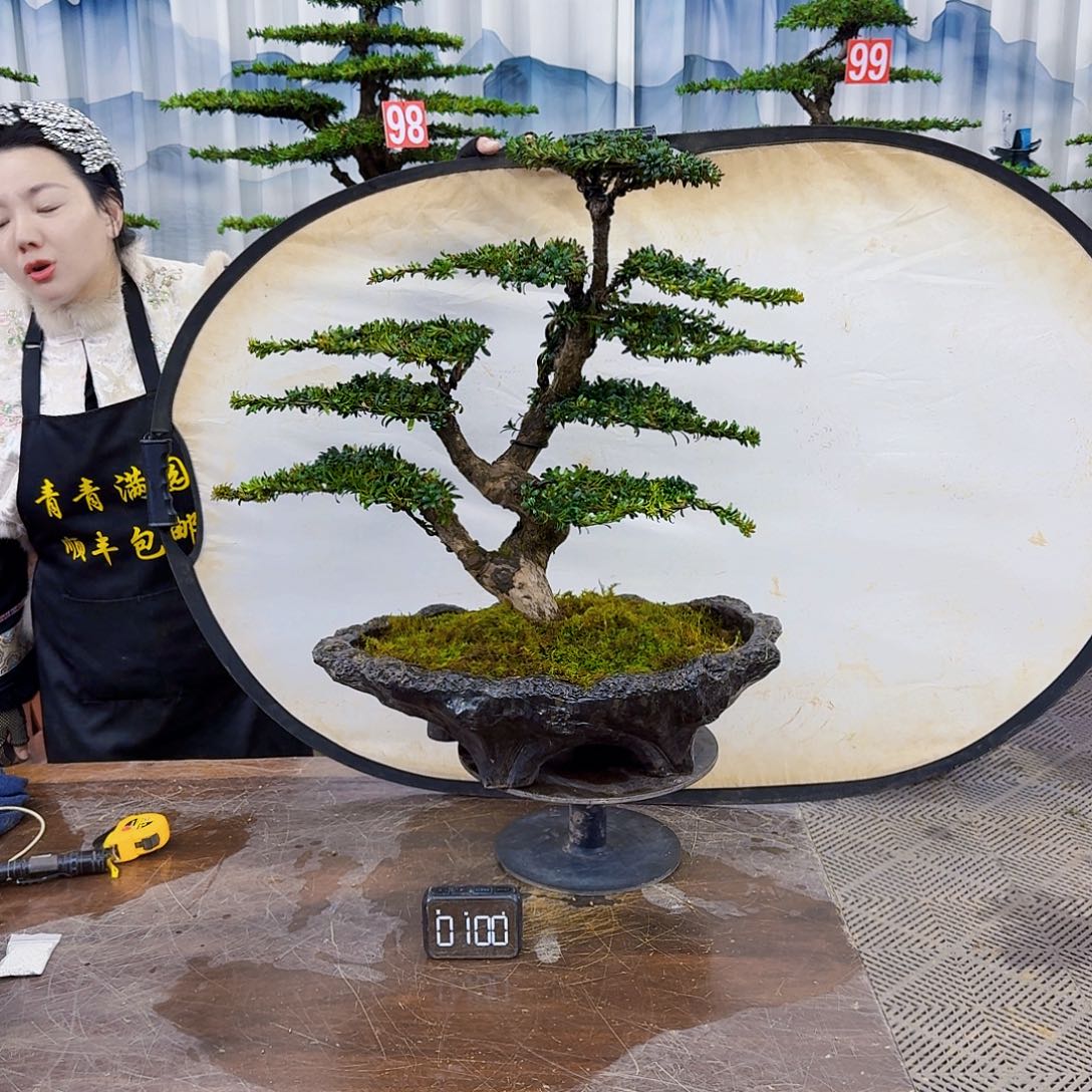 无花朵罗汉松888888888