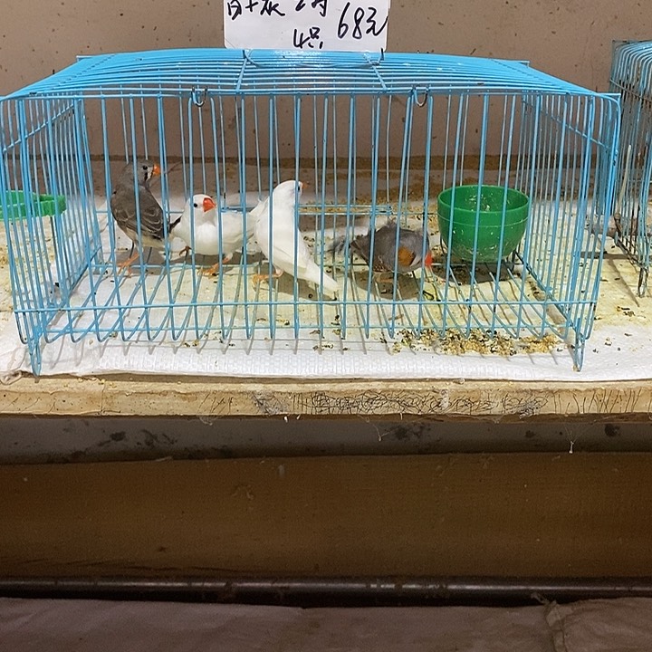 文鸟老*叩珍珠白加灰，包活到家