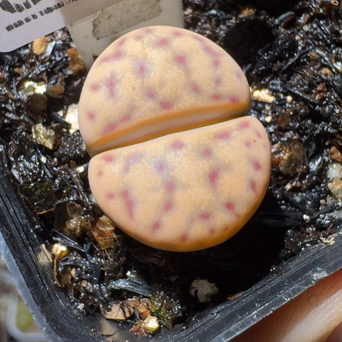 Sss精品生石花559