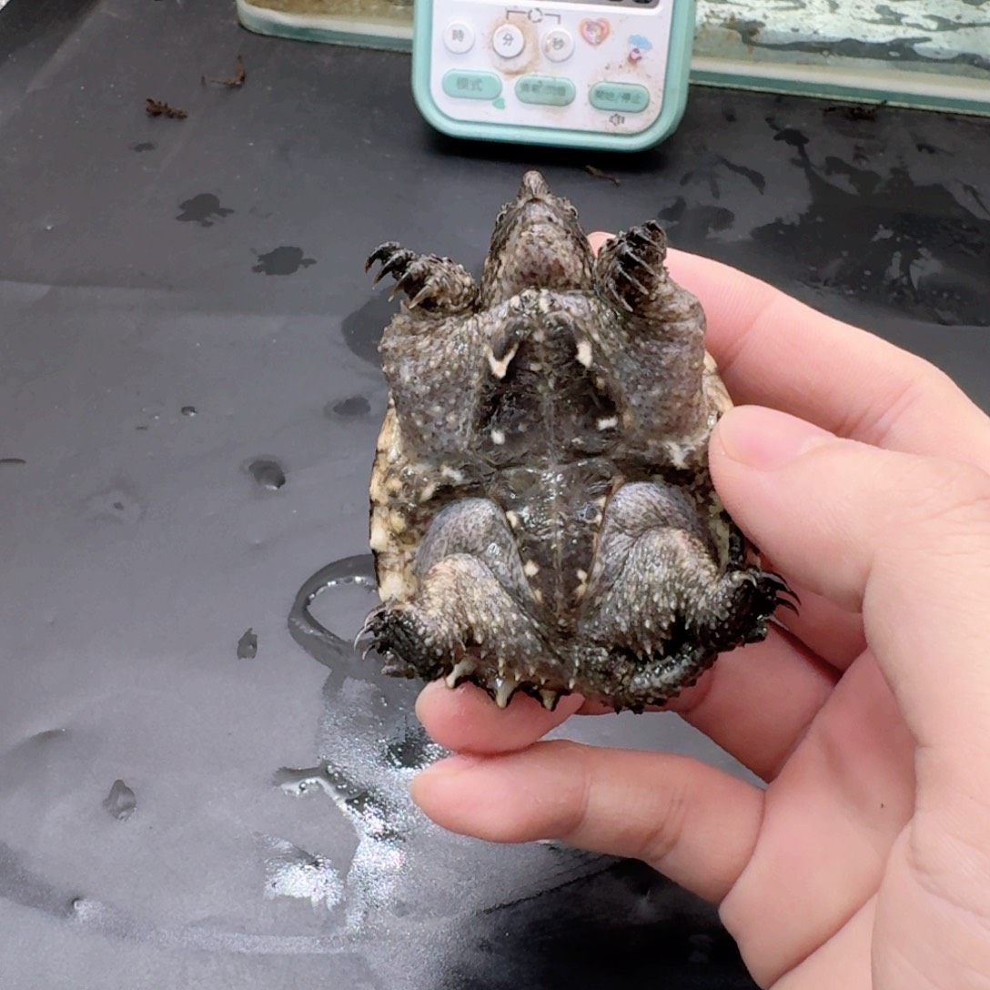 宠物龟不分公母11