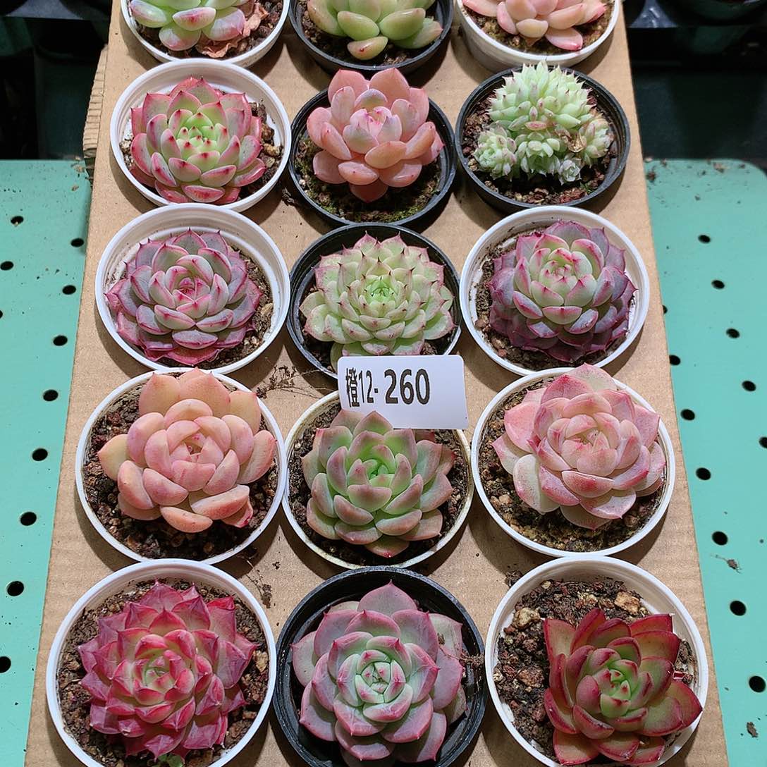 12-260一物一拍带盆18颗