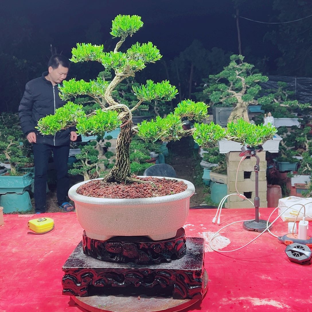 星***海无花朵广东雀舌黄杨盆景