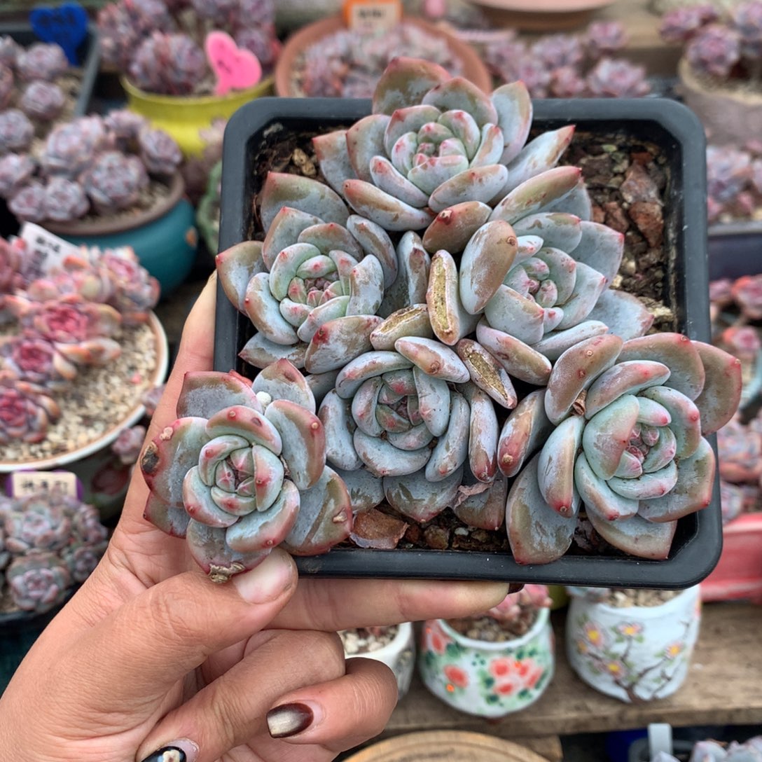 哈哈哈哈哈哈哈11