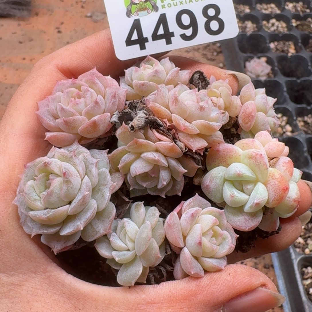 多肉植物多肉植物