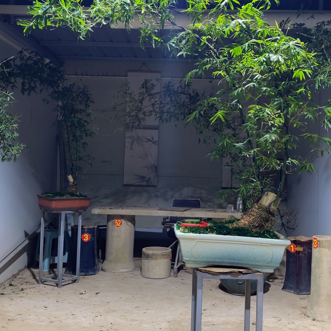 尉***龙无花朵小叶簕竹熟桩陶瓷盆一物一拍