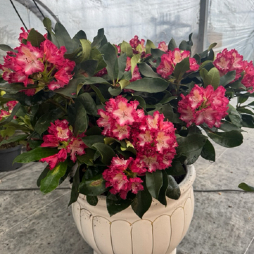 高山杜鹃年宵花春节开花多年生常绿灌木