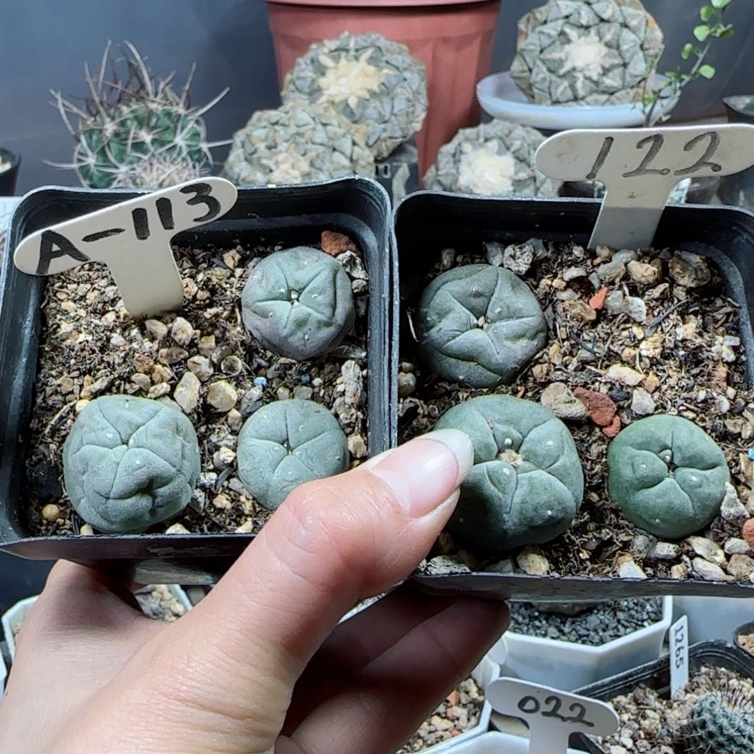 A113➕122实生草球两盒多肉kkk