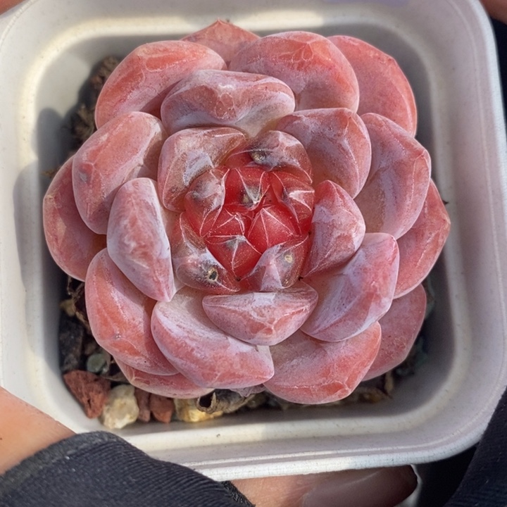 1207-595，粉魄多肉