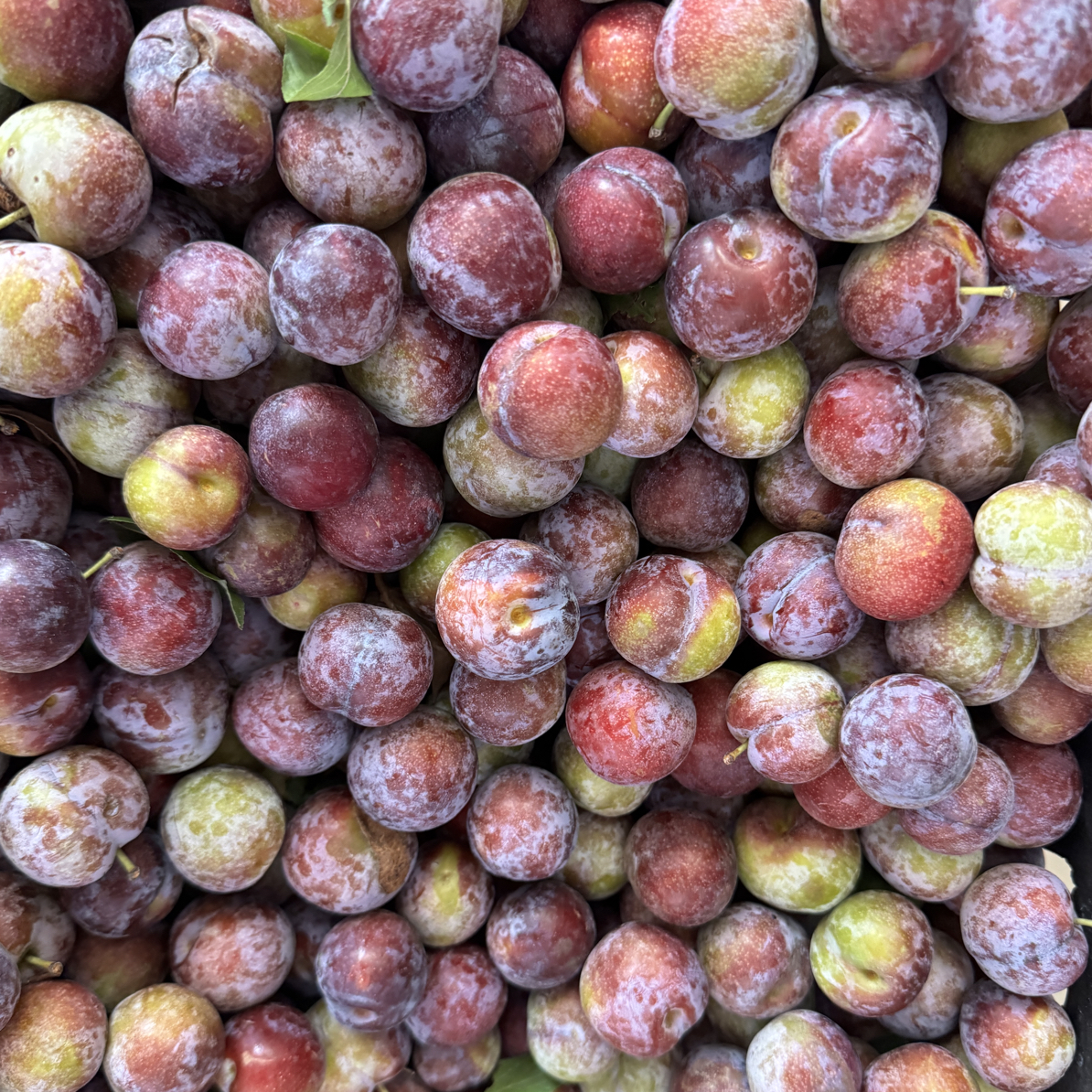 西洞庭特色水果  本地李子  5斤