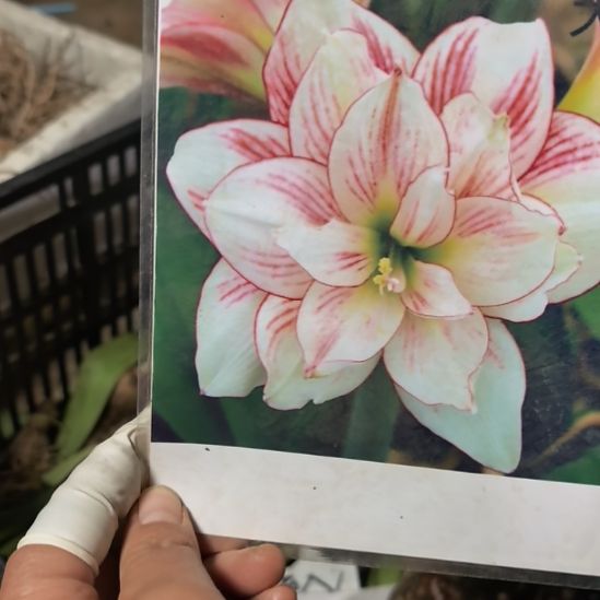 当前无花栽培后可以开花大唐5厘米裸根球