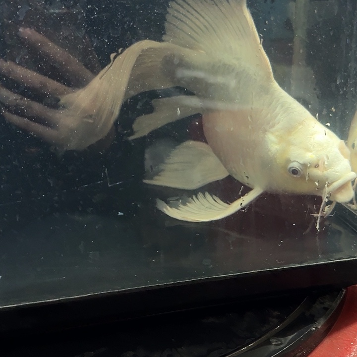 蝴蝶鲤鱼蝴蝶鲤包邮58