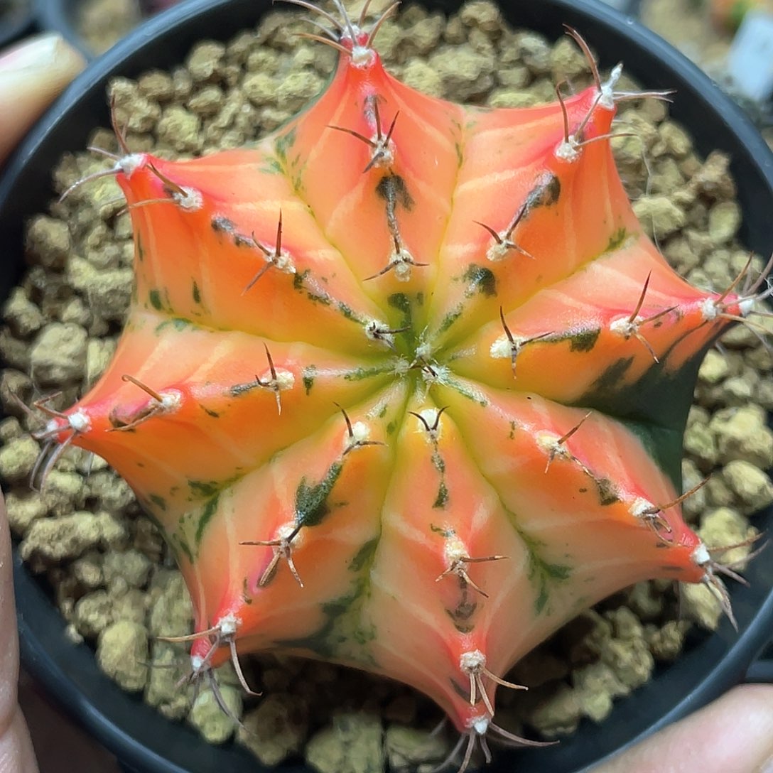 泰系实生，规律棱背锦