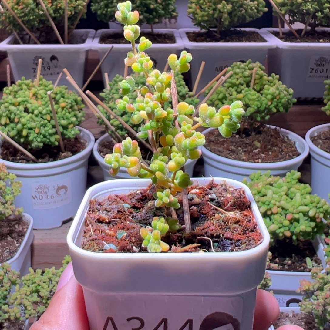 344黄金莱斯一物一拍带盆土发货