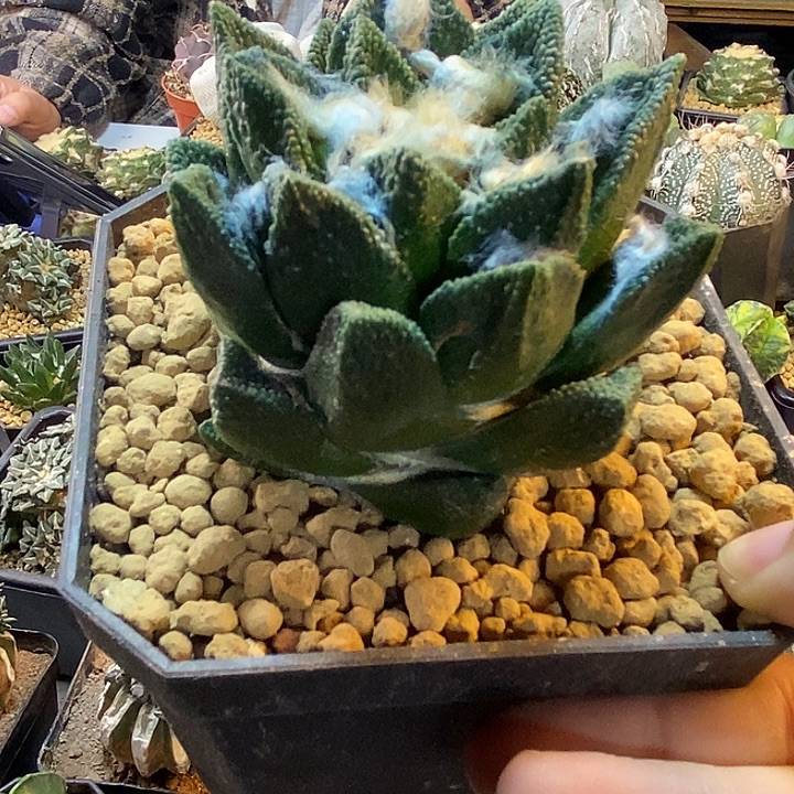 70号根芽博士牡丹6.8公分