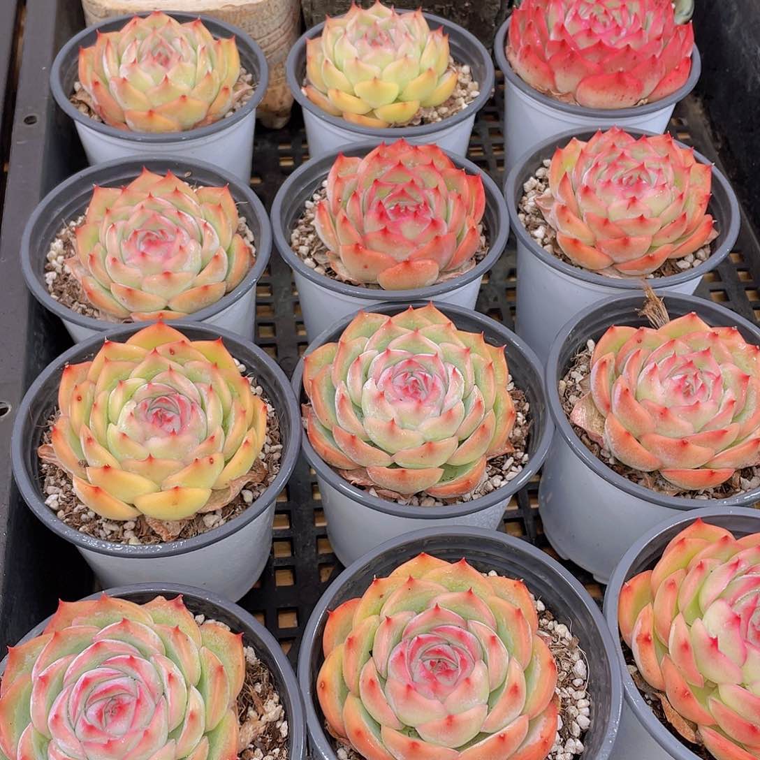 量拍39号 玫瑰花粉侧影单头一个