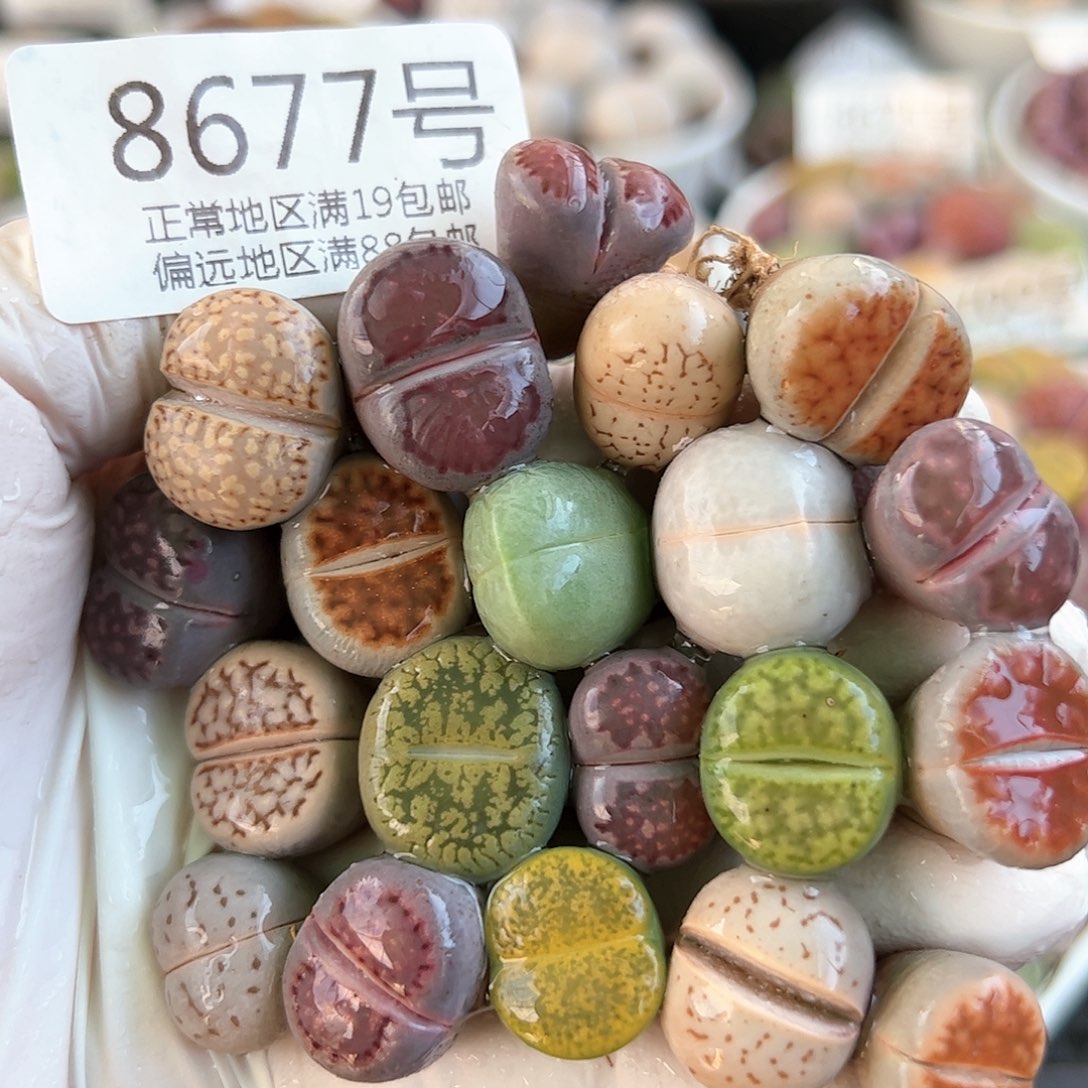好养易活生石花大母本8677共20颗