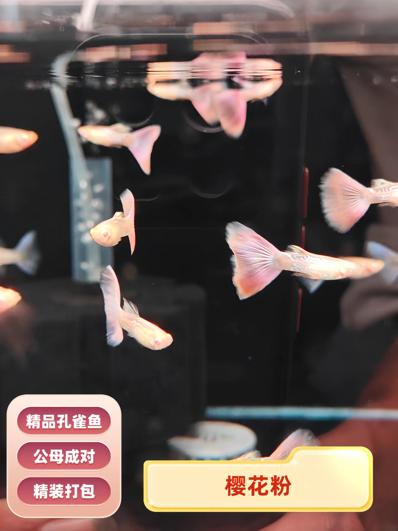 精品孔雀鱼 樱花粉 热带观赏鱼适合新手好养耐养可生崽