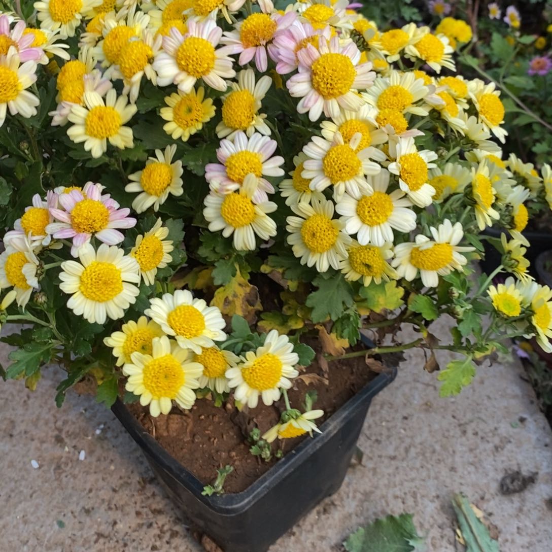 妖***宝无花朵盆景人很快