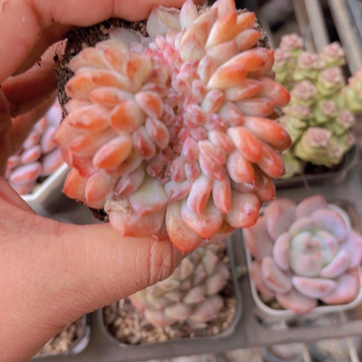 W*冰魄缀花一物一拍