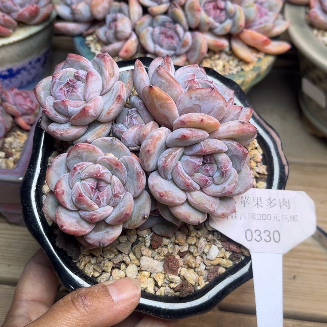 紫皮紫心330/9cm6头