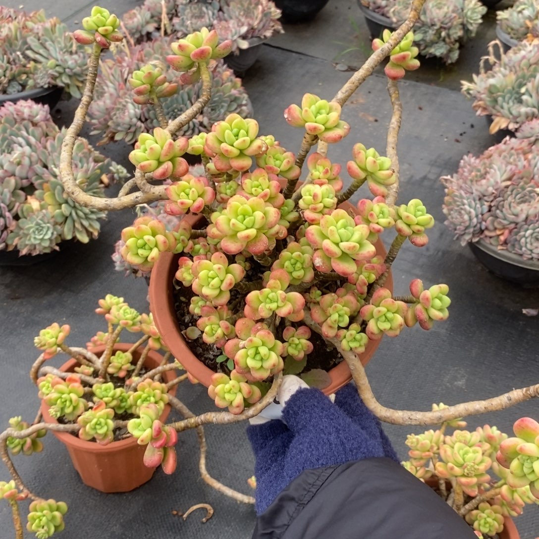 5059香格里拉一物一拍