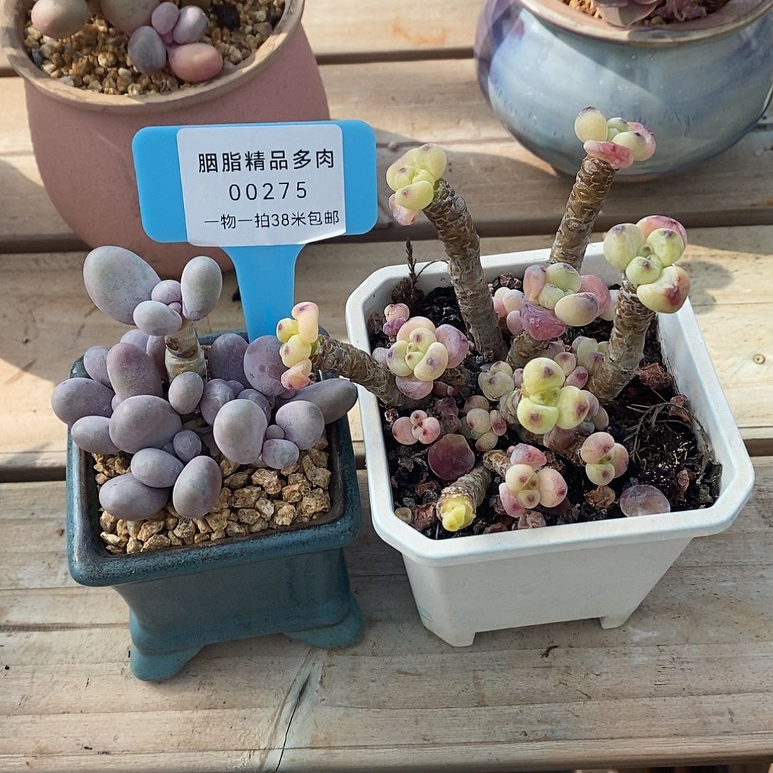 275妥妥烧烤肯投诉魔芋我