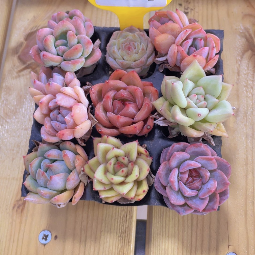 1246号 精品高货美肉九个