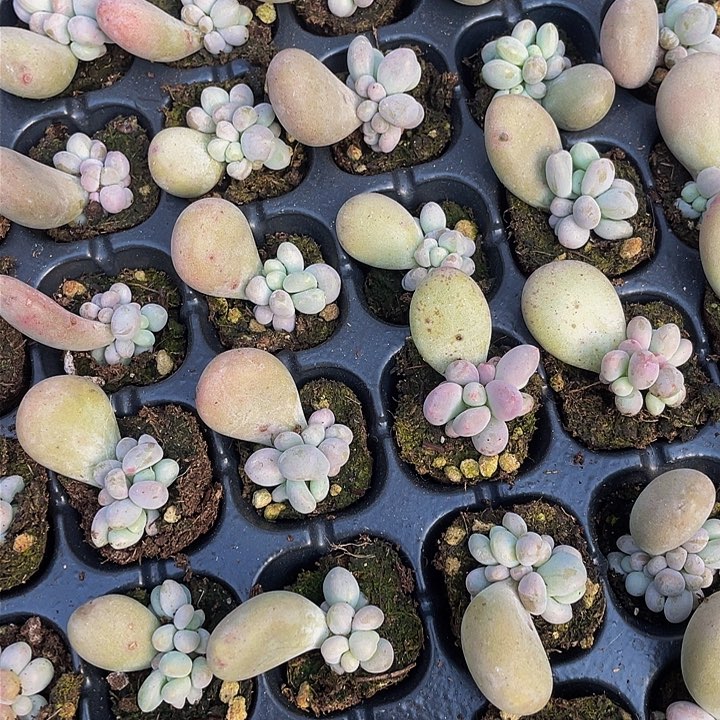 奶酪群生鸡蛋奶满18包邮穴盘