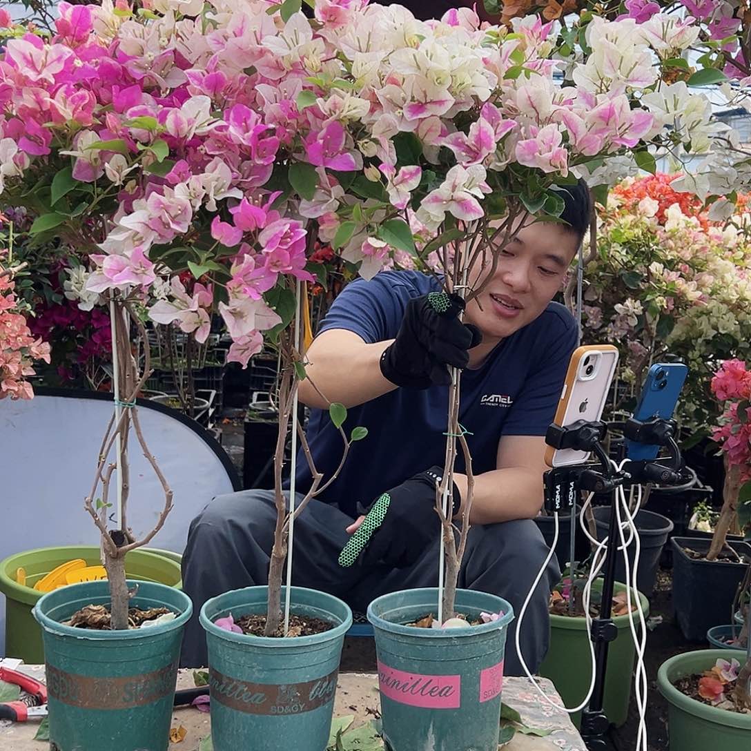 大部分花苞少量开放章红英棒棒糖带竹一颗