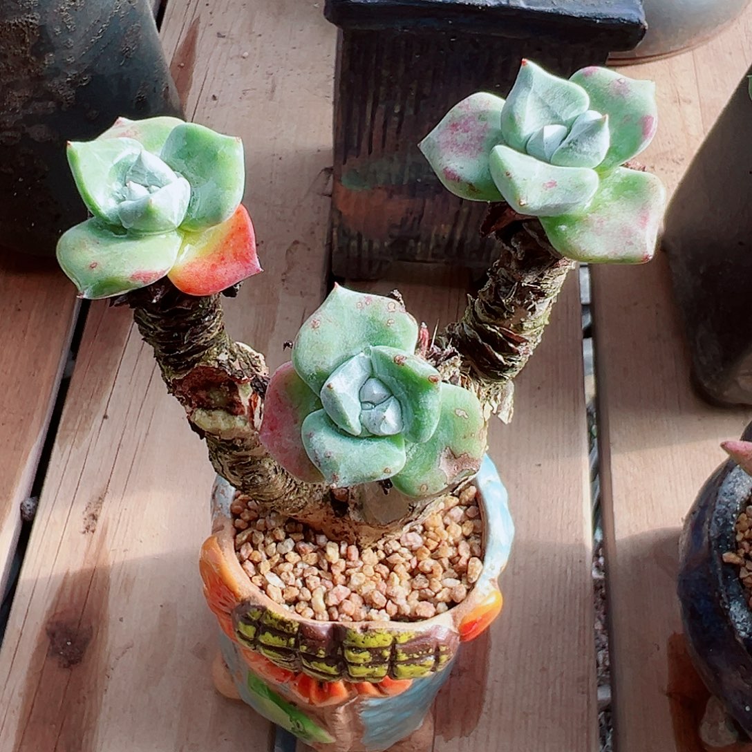 9083苹果叶仙女杯多肉