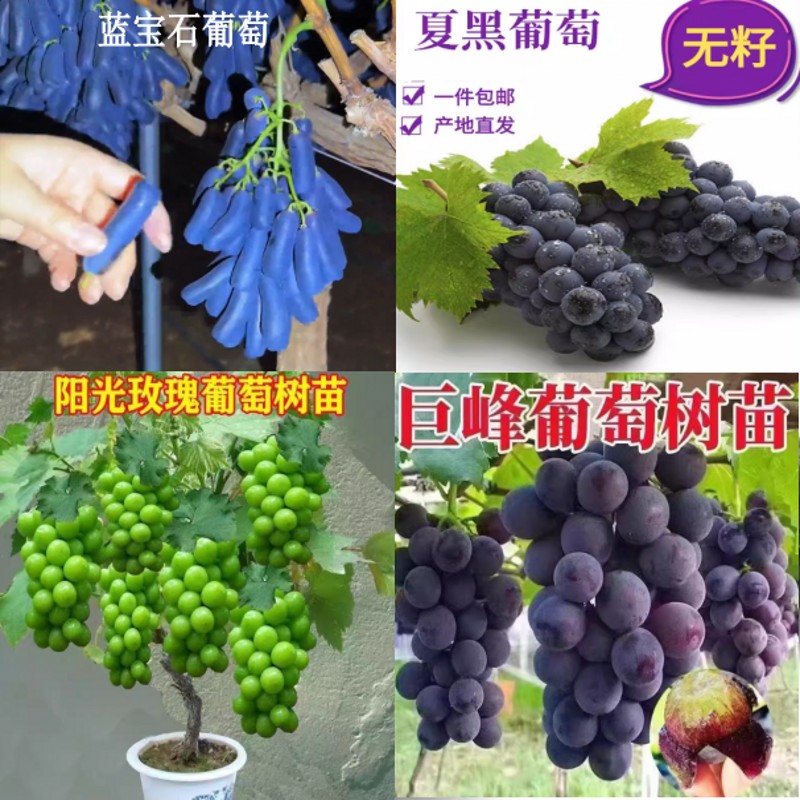 巨峰葡萄树阳光玫瑰蓝宝石夏黑盆栽地栽爬藤葡萄苗支持一物一拍