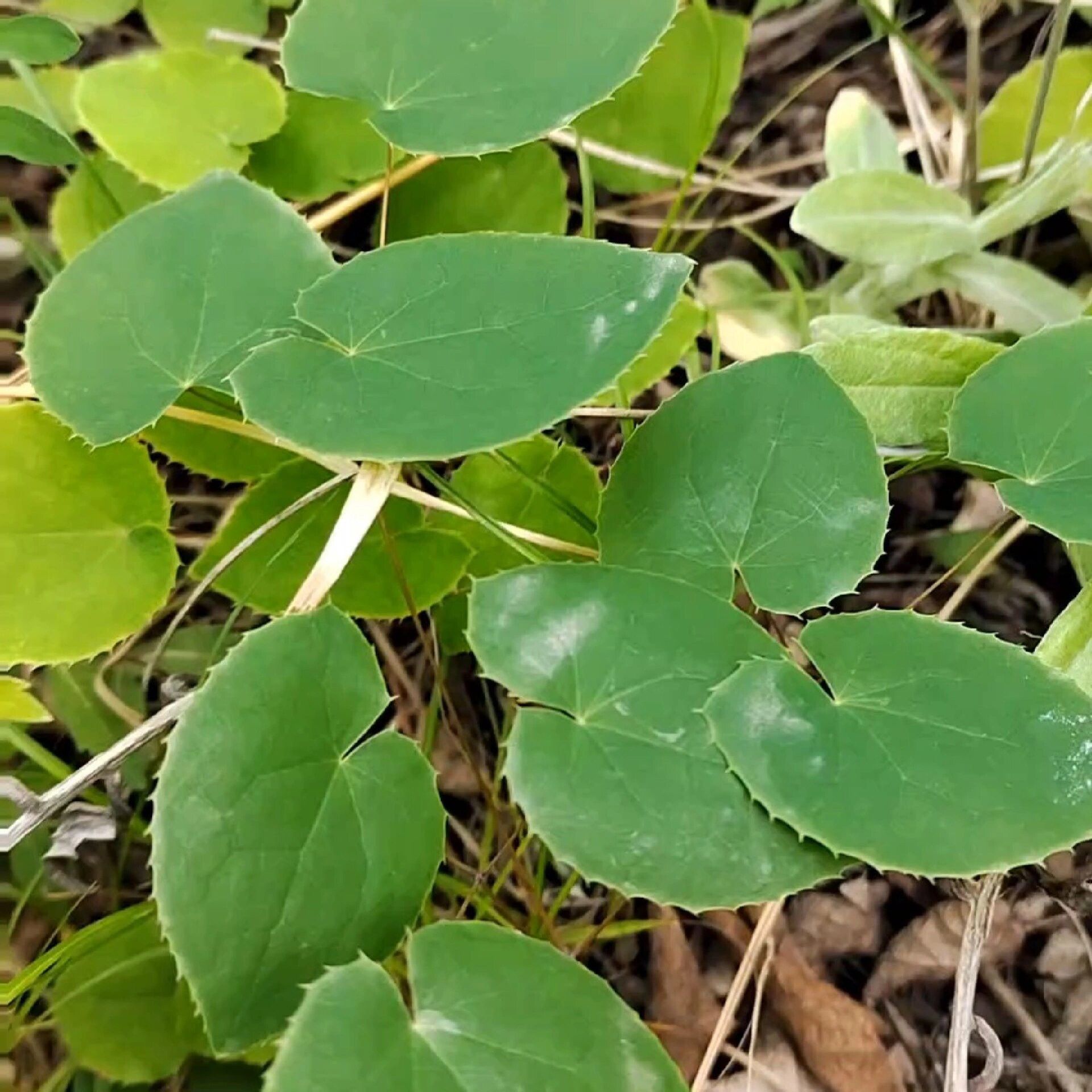 甘肃大山深处高海拨采摘羊藿小圆叶三枝九叶草干货原产地直发