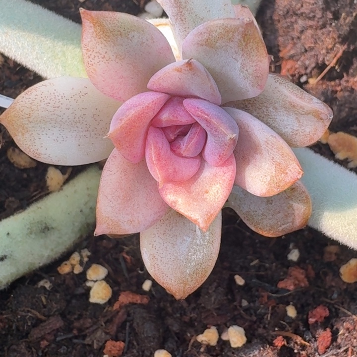 紫荆城锦一物一拍