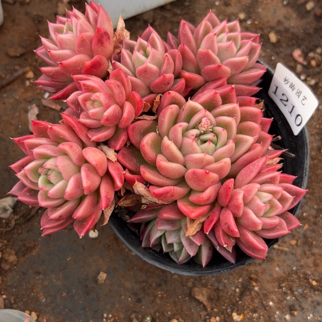 叶*1210带盆发货