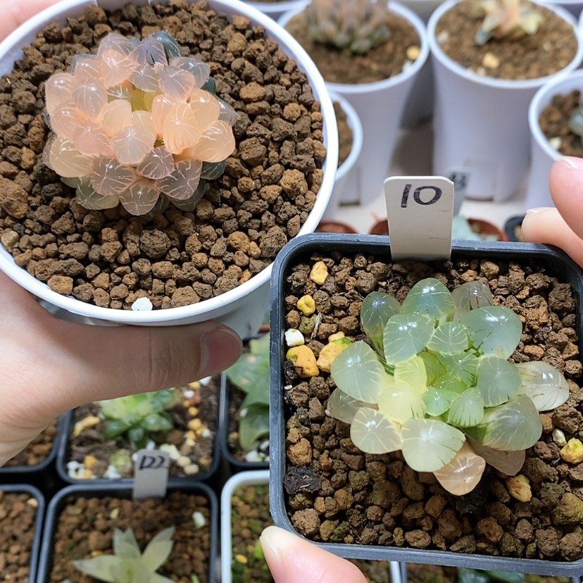 【闪购商品】10和15两颗