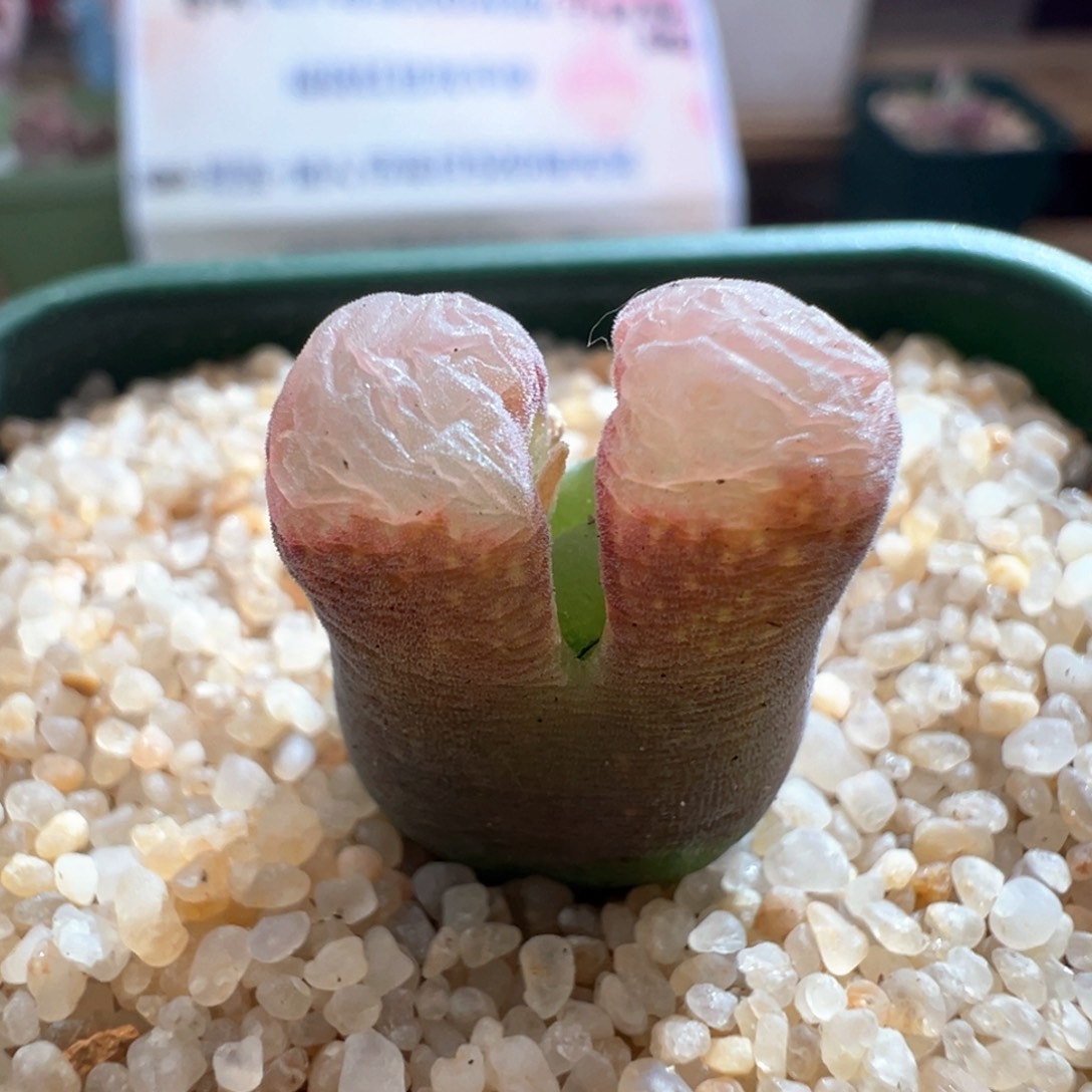 576。青蛙优选春见风铃。母本。内双头